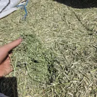 یونجه