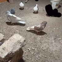 کبوتر