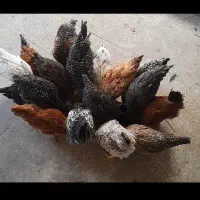 مرغ و خروس (فروش فوری)