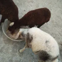 بره نر