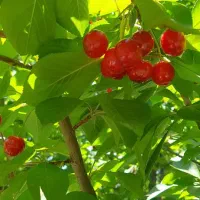 باغچه فروشی