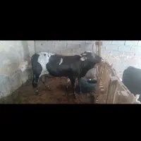 گاو