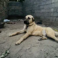 سگ پژدر