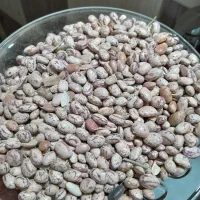لوبیا چیتی فریدن