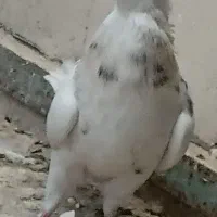 ۳ تا طوقی خوب