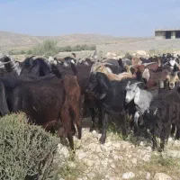 حیوانان بز جوان ۱۱۰ عدد