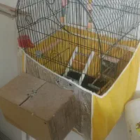 عروس هلندی با جوجه کار داده مطمئن قفس تمام لوازم