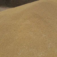 گندم پیشگام تمیز وعالی