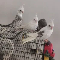 عروس هلندی خاص و آروم