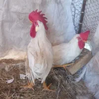 مرغ و خروس