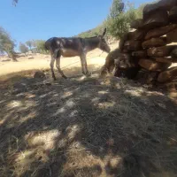 خر رمه )مادیون میش بز