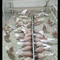کفتر زردی ابلغ زرد شازده زردپرشی بهترین رنگ