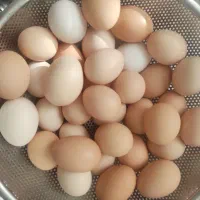 فروش تخم مرغ محلی و شورخیار
