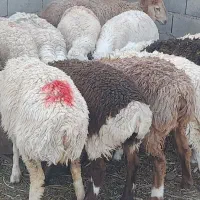۱۶بره ماده عربی هرراس ۱۸۸۰۰اسفدن