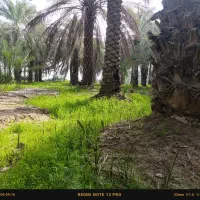 اجاره درخت خرما
