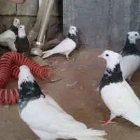 کبوتر طوقی