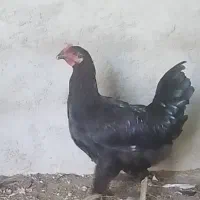 خروس نیمچه مشکی