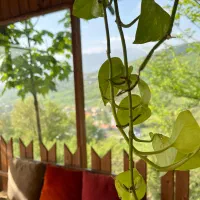 استخدام نیرو رستوران با جای خواب(شمال/کلاردشت)