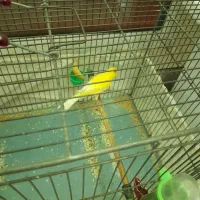 قناری زرد در حد 4دانگ