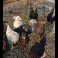 مرغ بالغ با جوجه 3ماه