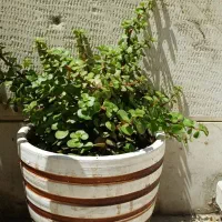 گندومی|گل و گیاه طبیعی|تهران, جمهوری|دیوار