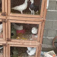 تعدادی کبوتر