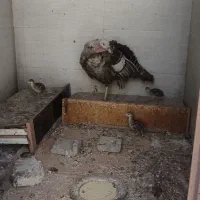 بوقلمون مادر به همراه جوجه