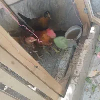 دو عدد خروس چهار ماهه تازه شروع کردن به خوندن