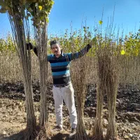 همه رقم نهال پیوندی با اصالت وصنوبر ارسال س کشور