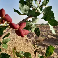 فروش زمین کشاورزی با آب و درختان پسته بارده