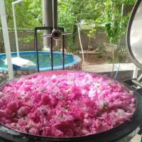 گلاب  ۵ منی کاشان   با عطر و طعم عالی تعداد محدود