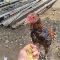 جوجه لاری