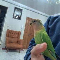 ط‌وطی برزیلی