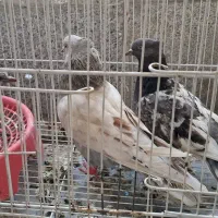 کفتر طوقی و جفت سینه المایسی کله
