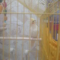 اهواز