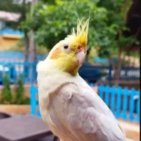 عروس هلندی گمشده