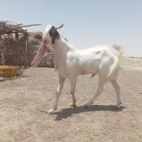 تکه بز گلابی