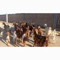 بز نجدی|حیوانات مزرعه|اهواز, اسماعیلیه|دیوار