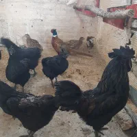 مرغ و خروس ایام سمانی،مرغ کرک