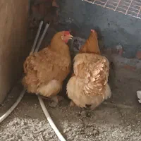 جوجه مرغ