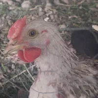 خروس گلین