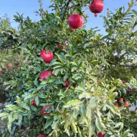 فروش-باغ-در-روستای-اندیس-هندس