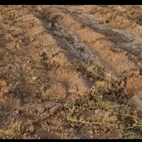 زمین-کشاورزی