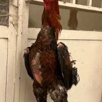 خروس لاری