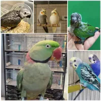 مشاوره طوطی سانان(کاسکو گرینچیک عروس هلندی و ...