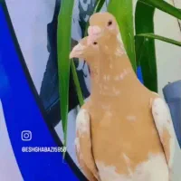 کفتر کبوتر کارل و تله شلاقی