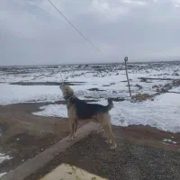 سگ پژدر