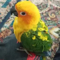 طوطی خورشیدی رنگ خاص کاملا دستی به شرط