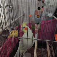 یک عدد عروس هلندی بالغ همراه با قفس بزرگ