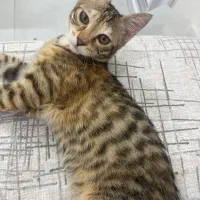 گربه dsh|گربه|گرگان, |دیوار